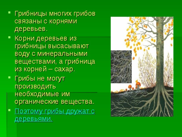 Как грибы связаны с деревьями
